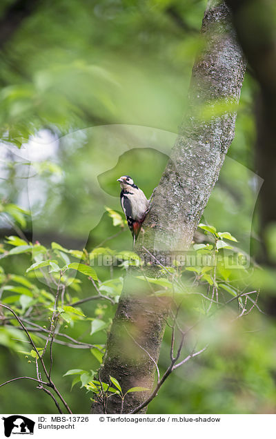 Buntspecht / great spotted woodpecker / MBS-13726
