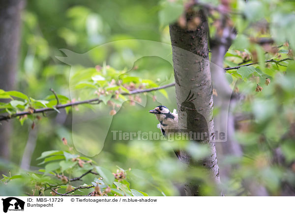 Buntspecht / great spotted woodpecker / MBS-13729