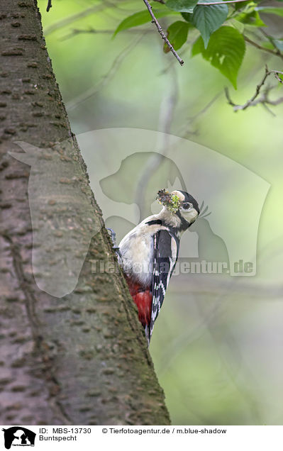 Buntspecht / great spotted woodpecker / MBS-13730