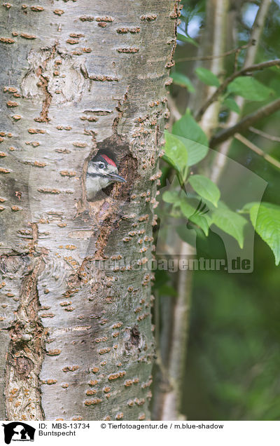 Buntspecht / great spotted woodpecker / MBS-13734