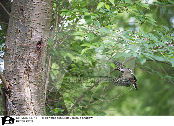 Buntspechte / great spotted woodpeckers / MBS-13741