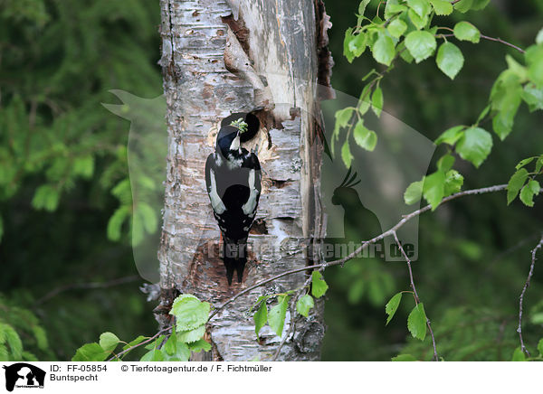 Buntspecht / great spotted woodpecker / FF-05854