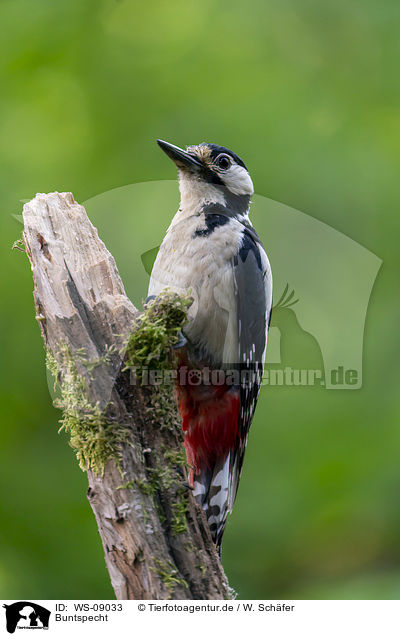Buntspecht / Great spotted Woodpecker / WS-09033