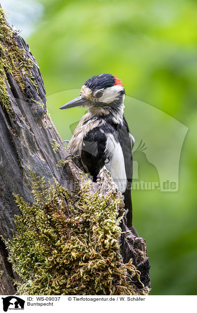 Buntspecht / Great spotted Woodpecker / WS-09037