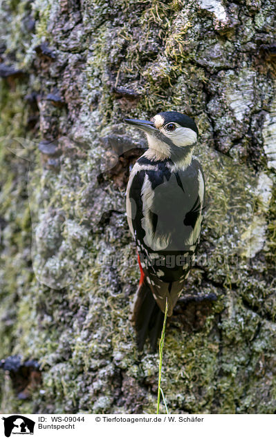 Buntspecht / Great spotted Woodpecker / WS-09044