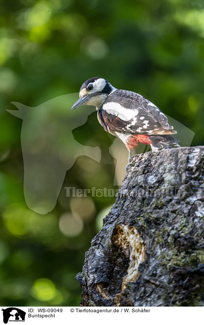 Buntspecht / Great spotted Woodpecker / WS-09049
