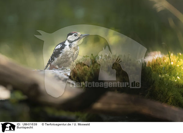 Buntspecht / UM-01639