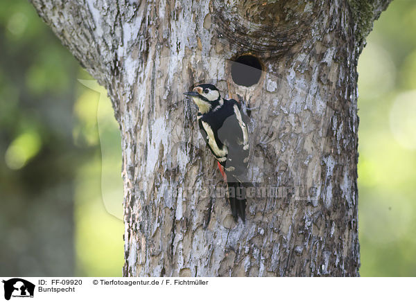 Buntspecht / Great spotted Woodpecker / FF-09920