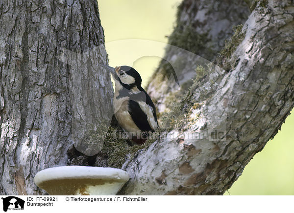 Buntspecht / Great spotted Woodpecker / FF-09921