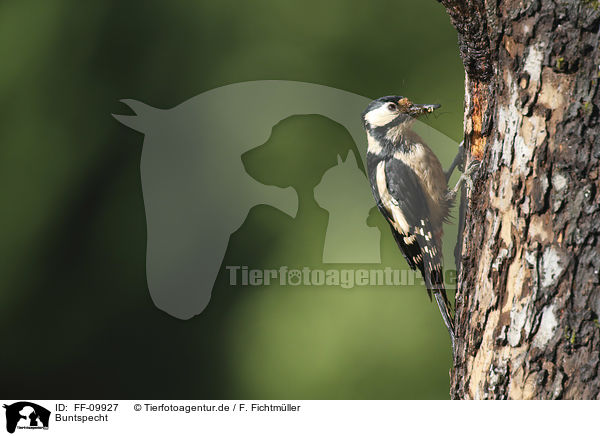 Buntspecht / Great spotted Woodpecker / FF-09927