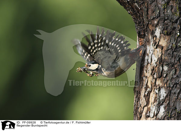 fliegender Buntspecht / flying Great spotted Woodpecker / FF-09928