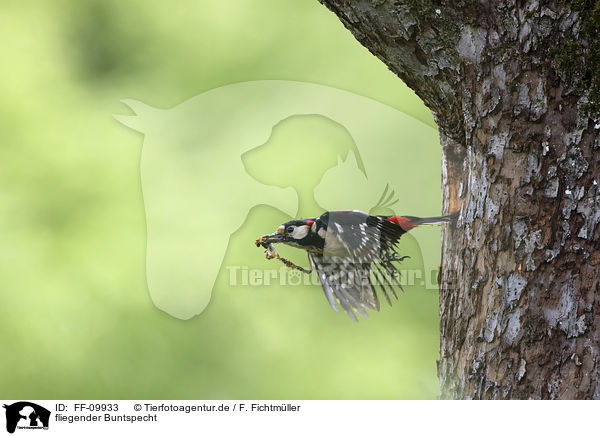 fliegender Buntspecht / flying Great spotted Woodpecker / FF-09933
