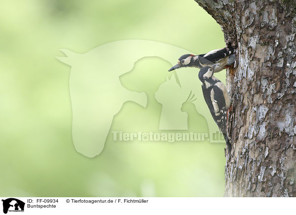 Buntspechte / Great spotted Woodpeckers / FF-09934