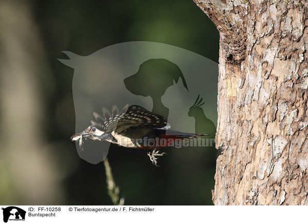 Buntspecht / great spotted woodpecker / FF-10258
