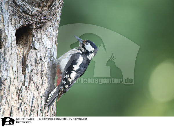 Buntspecht / great spotted woodpecker / FF-10265
