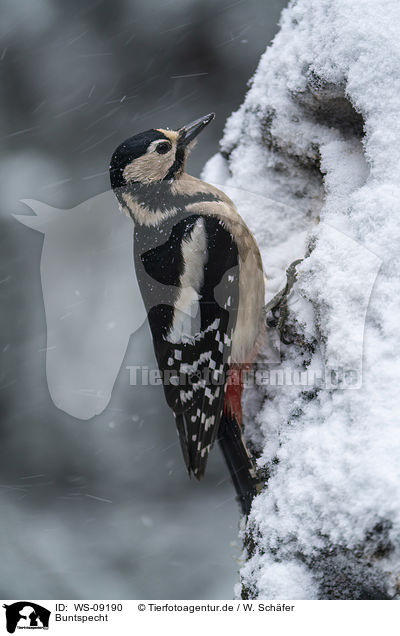 Buntspecht / great spotted woodpecker / WS-09190