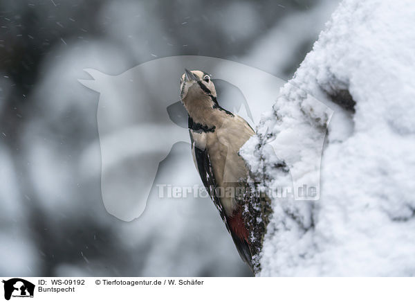 Buntspecht / great spotted woodpecker / WS-09192