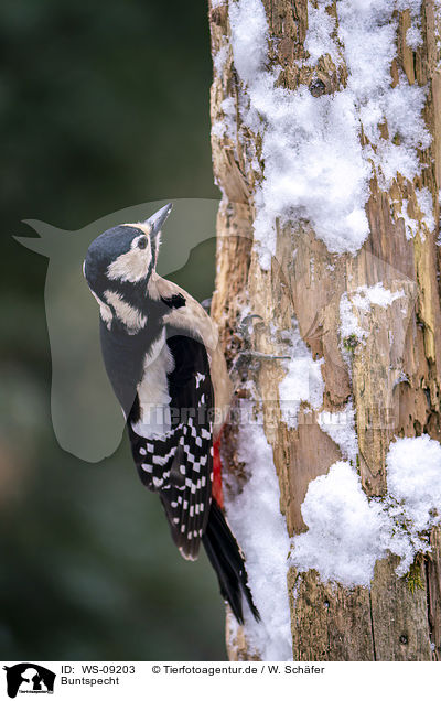 Buntspecht / great spotted woodpecker / WS-09203