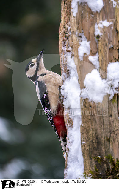 Buntspecht / great spotted woodpecker / WS-09204