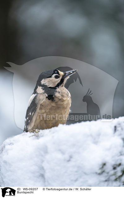 Buntspecht / great spotted woodpecker / WS-09207