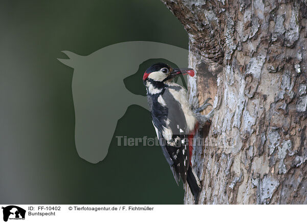 Buntspecht / great spotted woodpecker / FF-10402