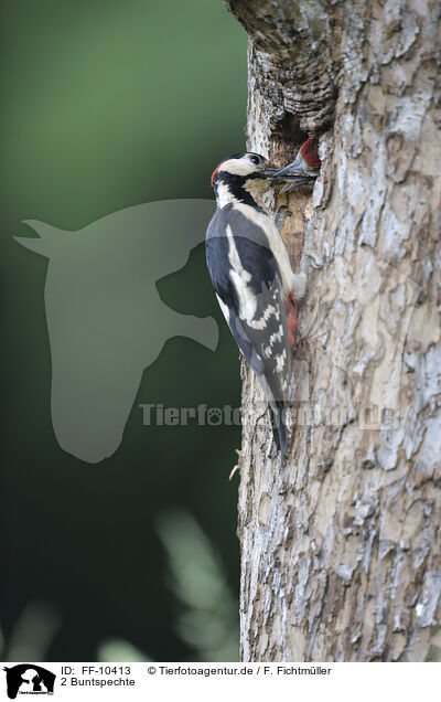 2 Buntspechte / 2 great spotted woodpeckers / FF-10413