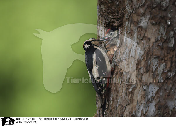 2 Buntspechte / 2 great spotted woodpeckers / FF-10416