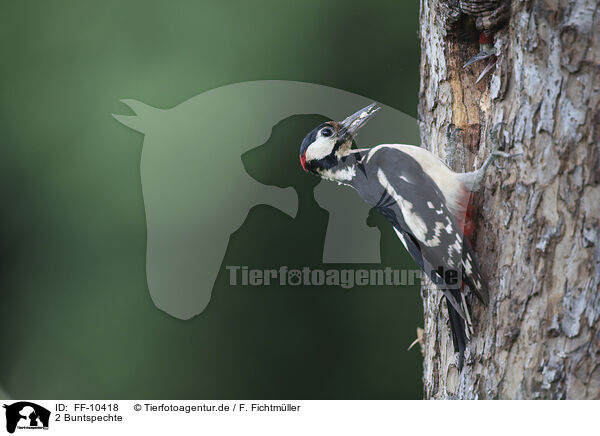 2 Buntspechte / 2 great spotted woodpeckers / FF-10418
