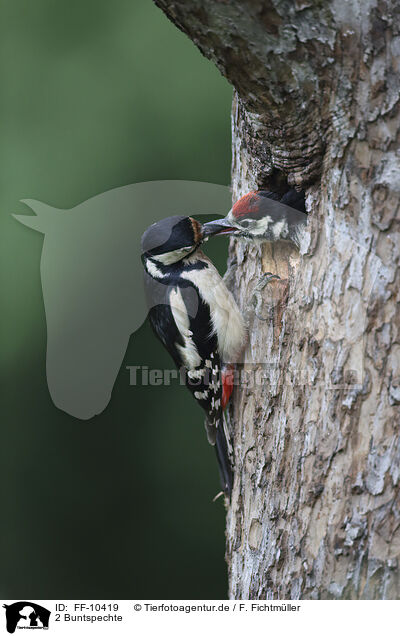 2 Buntspechte / 2 great spotted woodpeckers / FF-10419