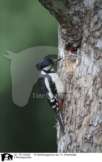 2 Buntspechte / 2 great spotted woodpeckers / FF-10420