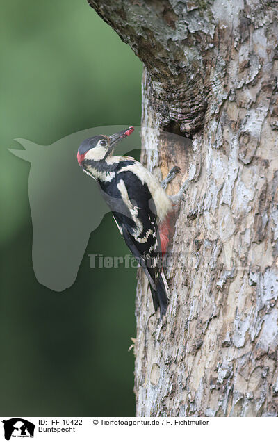 Buntspecht / great spotted woodpecker / FF-10422