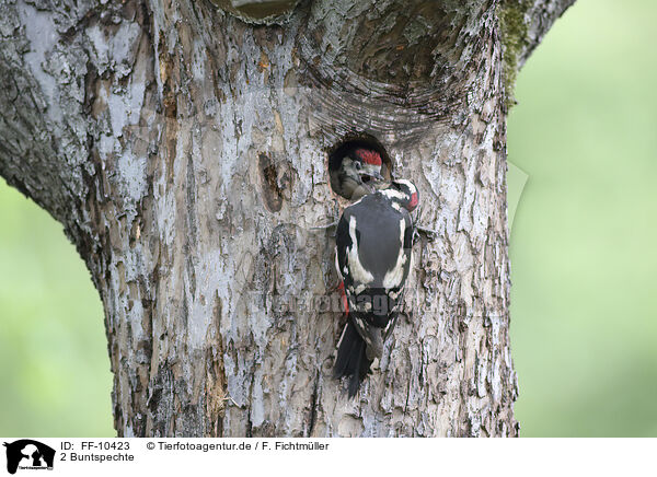 2 Buntspechte / 2 great spotted woodpeckers / FF-10423