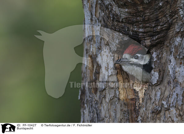 Buntspecht / great spotted woodpecker / FF-10427