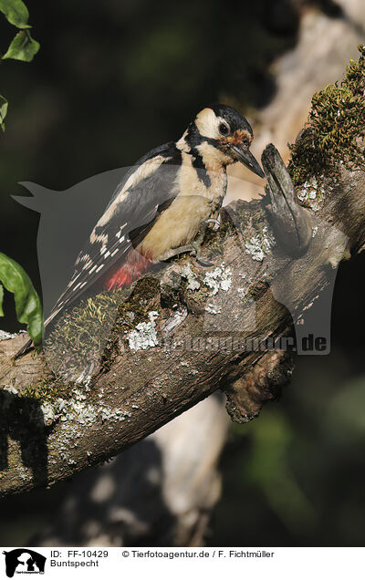Buntspecht / great spotted woodpecker / FF-10429