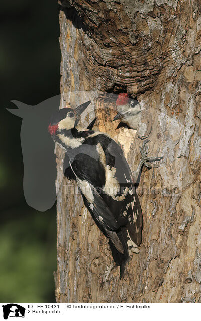 2 Buntspechte / 2 great spotted woodpeckers / FF-10431