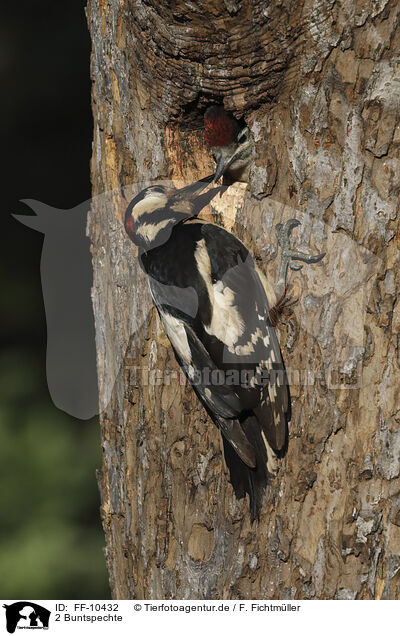 2 Buntspechte / 2 great spotted woodpeckers / FF-10432