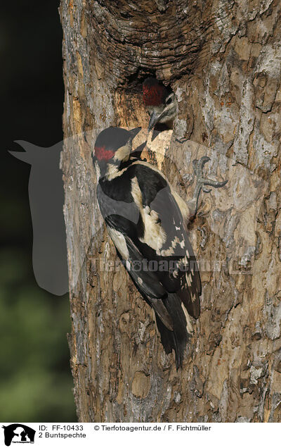 2 Buntspechte / 2 great spotted woodpeckers / FF-10433