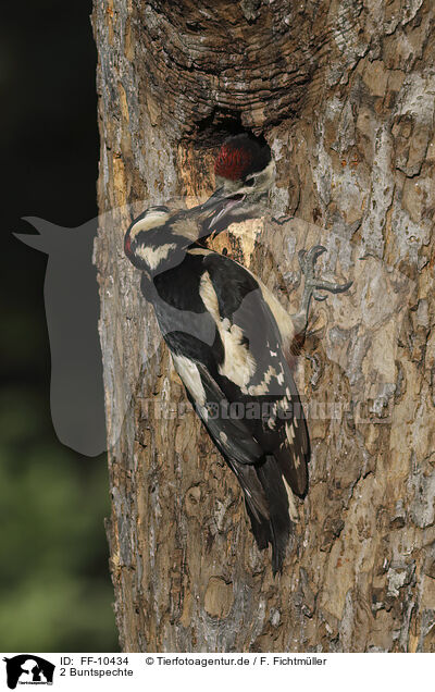 2 Buntspechte / 2 great spotted woodpeckers / FF-10434