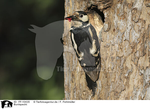 Buntspecht / great spotted woodpecker / FF-10435