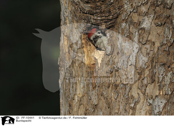 Buntspecht / great spotted woodpecker / FF-10441