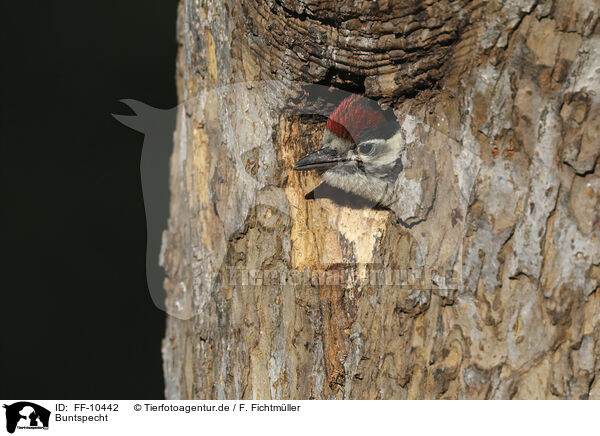 Buntspecht / great spotted woodpecker / FF-10442