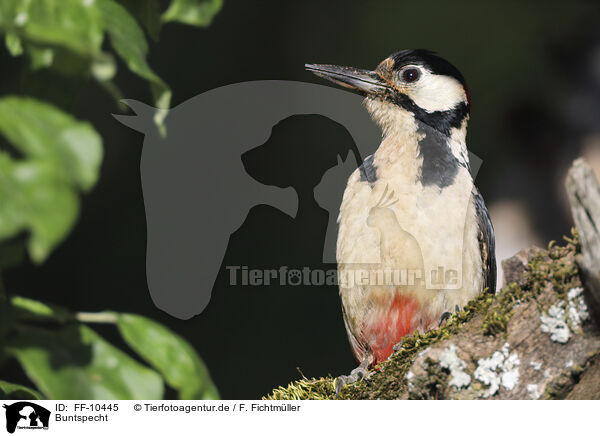 Buntspecht / great spotted woodpecker / FF-10445