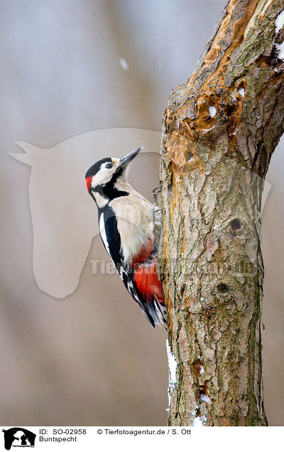 Buntspecht / great spotted woodpecker / SO-02958