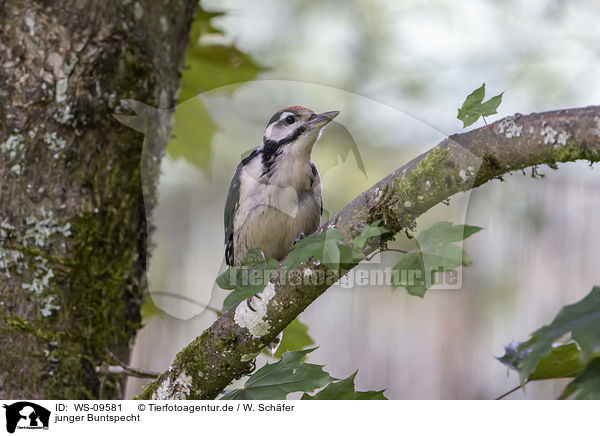 junger Buntspecht / young great spotted woodpecker / WS-09581