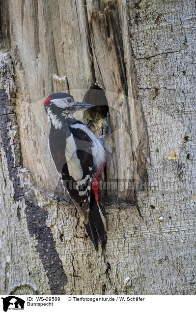Buntspecht / great spotted woodpecker / WS-09589