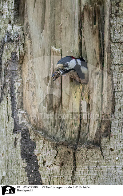 Buntspecht / great spotted woodpecker / WS-09596