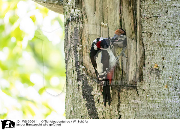 junger Buntspecht wird gefttert / young great spotted woodpecker is fed / WS-09601