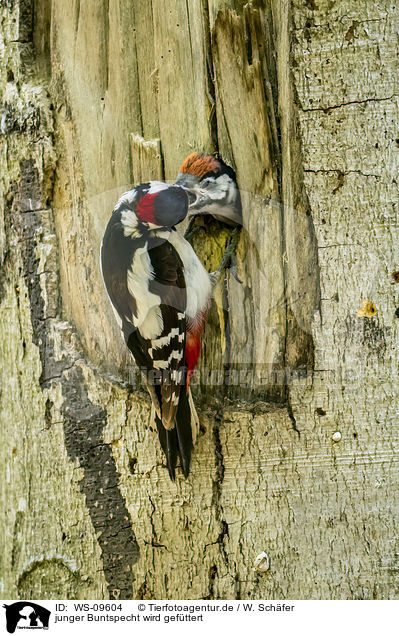 junger Buntspecht wird gefttert / young great spotted woodpecker is fed / WS-09604