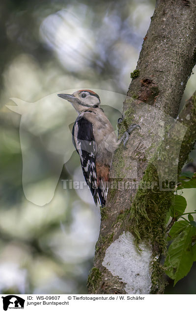 junger Buntspecht / young great spotted woodpecker / WS-09607