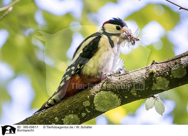 Buntspecht / great spotted woodpecker / WS-09611